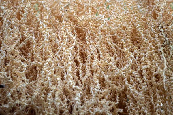 Bounch Seeds Yet Hanging Coconut Palmtree — Stock Photo, Image