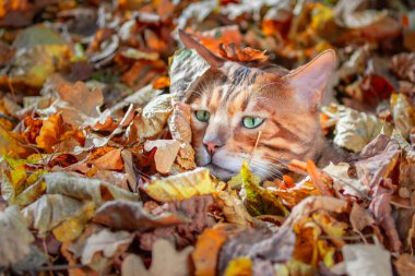 Bengal kedisi sonbahar parkında yapraklara sığındı. Güneşli bir gün..