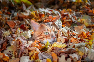 Bengal kedisi sonbahar parkında yapraklara sığındı. Güneşli bir gün..