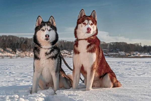 Szibériai husky kutyák a téli táj hátterében. Husky ül a hóban, napos háttér, kék ég, hó mező — Stock Fotó