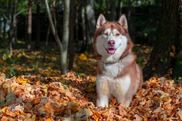 Husky pies siedzi na stosie żółtych liści. Syberyjski husky uśmiechnięty pies. Jesienny słoneczny dzień w lesie — Zdjęcie stockowe