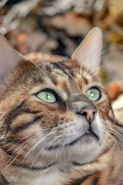 Portrait golden bengal cat, muzzle cat, close up — Stock Photo, Image