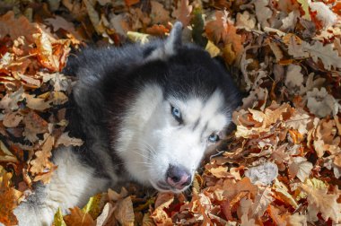 Yaprakların üzerinde yatan güçlü bir köpek. Güneşli sonbahar ormanlarında düşen yapraklarda oynayan Sibiryalı kurt..