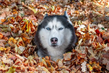 Mavi gözlü Sibirya köpeği Sonbahar sarı yaprakları yığınında güneşli bir günde