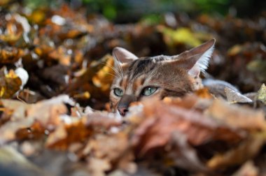 Sonbahar yeşilliklerinde Bengal kedisi. Portre, ön manzara, yakın çekim..