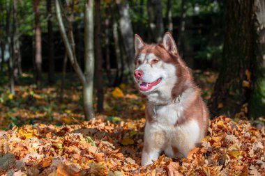 Güzel kırmızı Sibirya Husky köpeği, her amaç için harika bir tasarım. Güneşli sonbahar ormanında düşen sarı yapraklar yığını