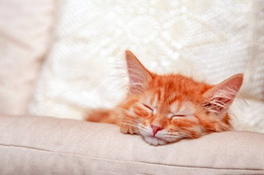 Kırmızı çizgili kedi yavrusu yastığın üzerinde uyuyor. Uyuyan kedi portresi, ön manzara..