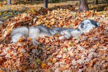 Sibirya köpeği sarı yapraklar arasında yatıyor.