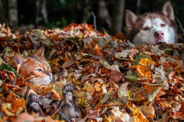 Bengal kedisi sarı sonbahar yaprakları arasında sırt üstü yatar. Kedi güneşli bir günde yaprakların altında güneşleniyor. Husky köpeği kediye bakıyor.