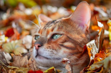 Bengal kedisinin portresi. Yeşil gözlü genç Bengal kedisi, yan görüş. Güneşli sonbahar arkaplanı