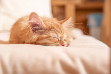 Yatak odasındaki yumuşak yastıkta kırmızı çizgili kedi yavrusu.