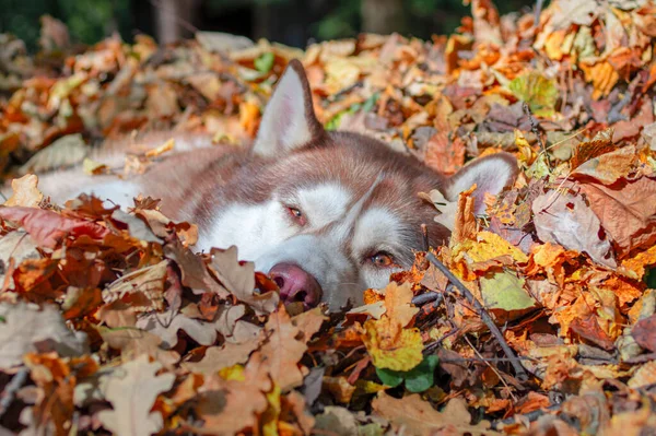 Czerwony syberyjski husky pies śpi w stosie jesiennych liści. — Zdjęcie stockowe