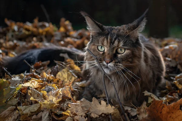 Chat Maine Coon aux feuilles jaunes d'automne, crépuscule soir — Photo