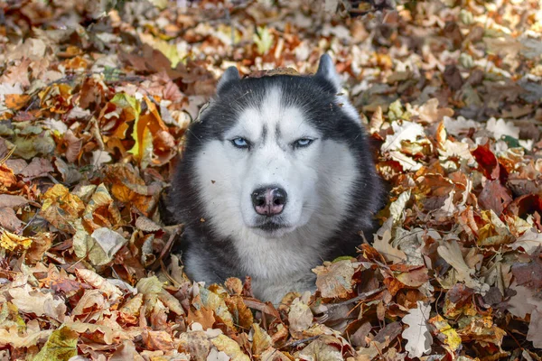 Perro husky siberiano de ojos azules en una pila de hojas amarillas otoñales en un día soleado —  Fotos de Stock