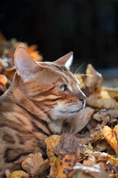 Beautiful young Bengal cat on the background of autumn foliage. Portrait, side view. — Stock Photo, Image