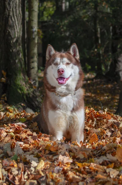 Husky pies siedzi na stosie żółtych liści. Jesienny słoneczny dzień w parku. — Zdjęcie stockowe