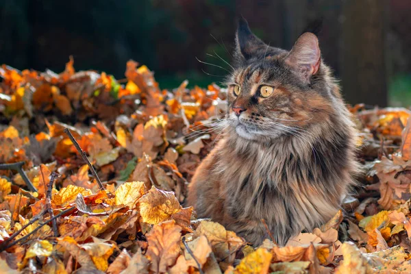 Maine Coon gato sentado em folhas caídas no parque de outono, dia ensolarado. — Fotografia de Stock