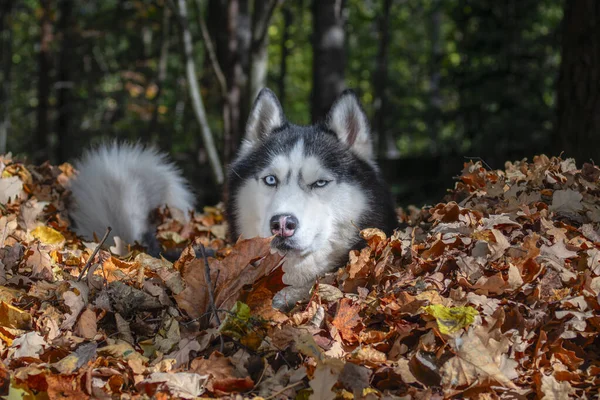 Syberyjski pies husky. Jesienny las tło przyrody. Lasy, liście jesienne — Zdjęcie stockowe