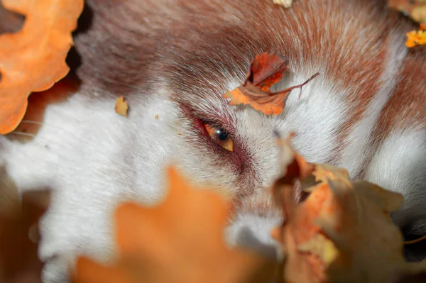 Czerwony syberyjski husky pies śpi w stosie jesiennych liści. Zamknij się.. — Zdjęcie stockowe