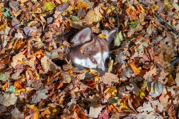 Red husky dog in pile of fallen yellow leaves. Siberian husky hidden in the autumn foliage, cunningly looks out, playing.