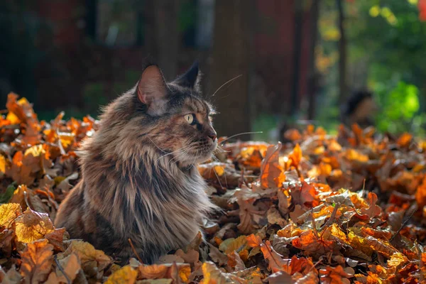 Chat Maine Coon assis dans les feuilles tombées dans le parc d'automne, journée ensoleillée. Espace de copie. — Photo