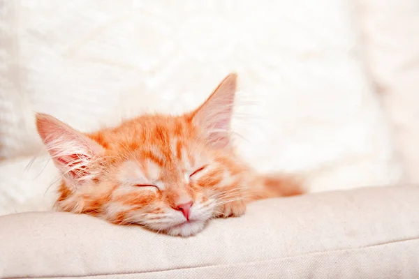 Beautiful red kitty dream on soft pillow. Close up portrait redhead sleepy striped kitten.