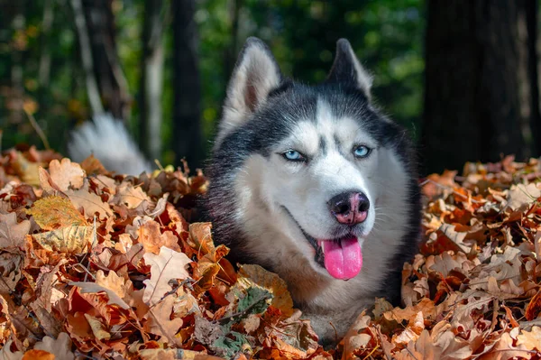 Kék szemű szibériai husky egy halom őszi sárga levélben, napos nap — Stock Fotó