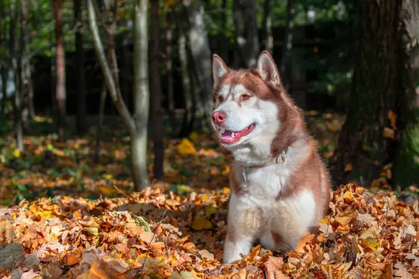 Piękny czerwony syberyjski pies husky, świetny projekt do wszelkich celów. Stos opadłych żółtych liści w słonecznym jesiennym lesie — Zdjęcie stockowe