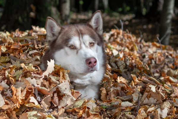 Rode Siberische husky hond zit in stapel van gevallen gouden gele bladeren in zonnige herfst bos — Stockfoto
