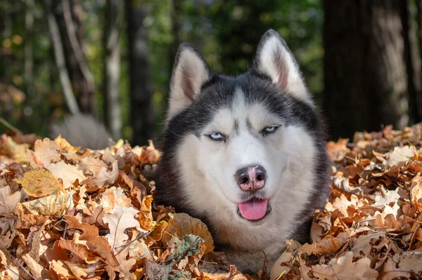 Cão husky siberiano em pilha de outono folhas amarelas, dia ensolarado — Fotografia de Stock
