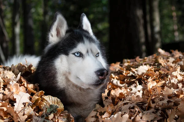 Siberian husky dog in autumn forest, fundo da natureza. Floresta, folhagem de outono — Fotografia de Stock