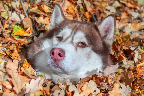 Sarı sonbahar yeşilliğinde kırmızı, iri yapılı bir köpek. Güneşli bir günde sonbahar parkında Sibirya kurdu. — Stok fotoğraf
