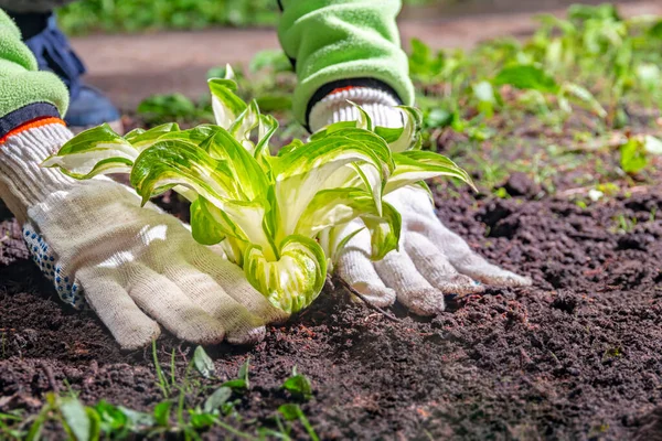 Planting plant with hands on the soil. Gardener white gloved hands around seedling