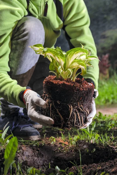 Gardener woman planting seedling flowers in the spring garden