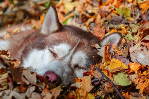 Słodkie ruda syberyjski husky pies śpi w stos jesienne liście. — Zdjęcie stockowe