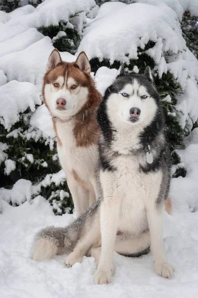 Cani muscolosi nella neve. — Foto Stock