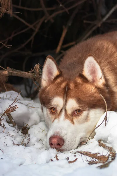 Sad dog lying in the snow. Husky dog sadly looks at the camera — Stock Photo, Image