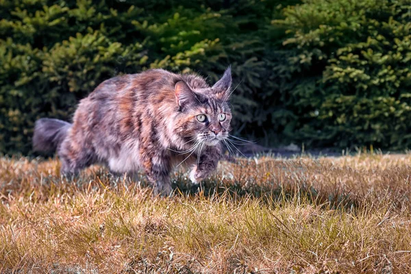 Maine Rakunu kedi avlar. Güneşli sonbahar parkında çimlerin üzerinde sinsi sinsi sinsi dolaşmak. Ön manzara, yeşil kozalaklı arkaplan — Stok fotoğraf