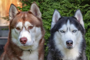 İki şirin Sibiryalı Husky 'nin portresi.