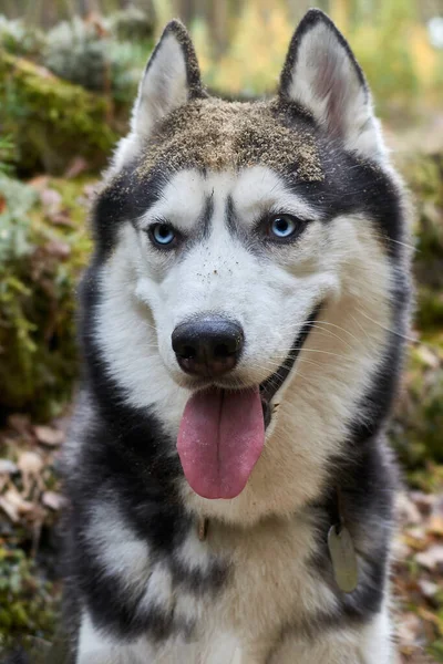 Buon cane husky sorridente con la lingua dalla bocca. Cane husky siberiano giocherellone dagli occhi azzurri. Muso in sabbia e fango — Foto Stock