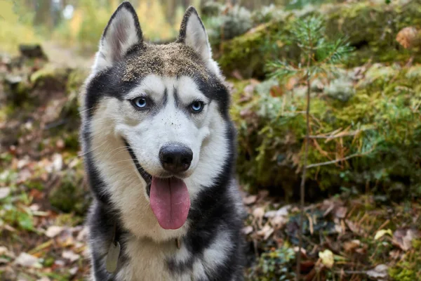 Boldog mosolygós husky kutyát, akinek nincs nyelve. Kék szemű játékos szibériai husky kutya. Homok- és sárpofa — Stock Fotó