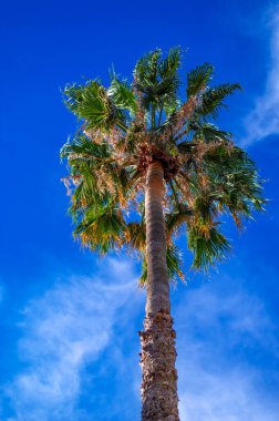 Alttan palmiye ağacı manzaralı bir taç. Mavi güneşli gökyüzünün arka planında palmiye ağacı.