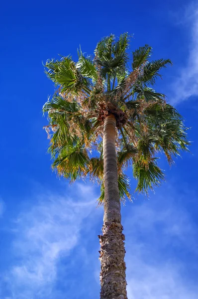 Palmenkrone von unten betrachtet. Palme auf dem Hintergrund des blauen, sonnigen Himmels. — Stockfoto