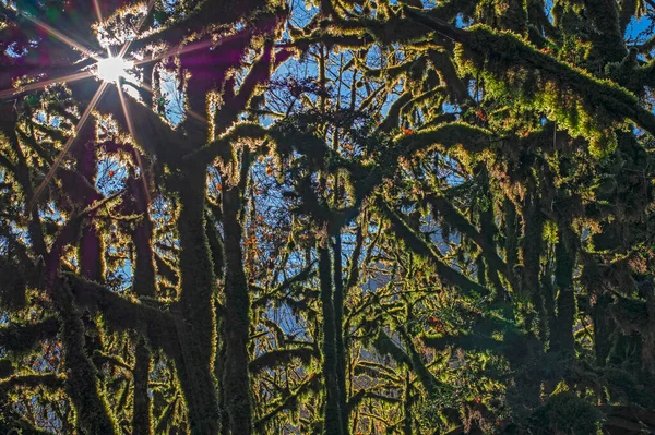 Raios de luz solar brilham através dos ramos de velhas árvores de buxo cobertas com musgo verde grosso. Floresta fabulosa e misteriosa. — Fotografia de Stock