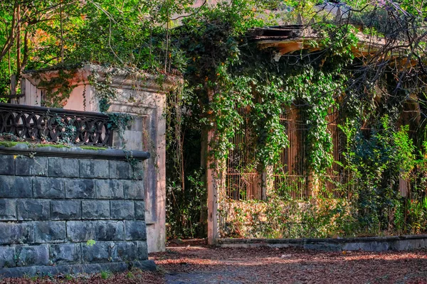 Старий кам'яний паркан покритий лозами. Затишний тіньовий старий двір з густою рослинністю — стокове фото