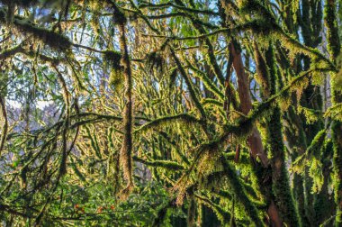 Kalın yeşil yosunlar ağaç dallarından sarkan.
