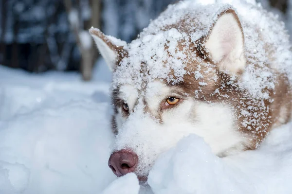 Retrato Husky cão deitado na neve — Fotografia de Stock