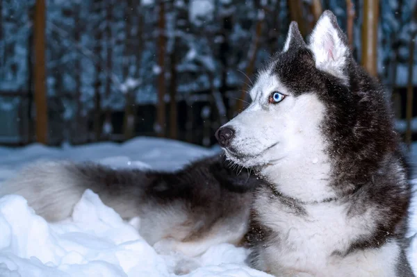 Гаскі-собака лежить у снігу. Сибірський хаскі з блакитними очима в зимових лісах.. — стокове фото
