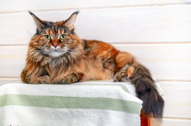 Büyük, uzun saçlı kedi Maine Rakun güzel, büyük yeşil gözleri masanın üzerinde yatıyor. Güzel pofuduk kedicik. Metin için boş alan.
