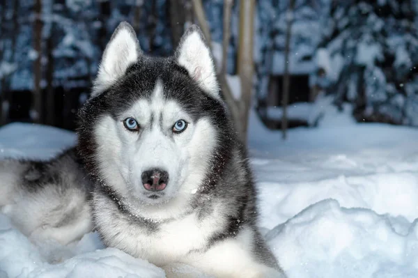 冬の公園を歩いて青い目をしたシベリアのハスキー犬 犬は雪の上に横たわっている — ストック写真